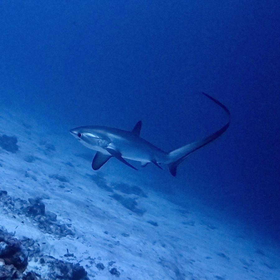Tiger Shark Residence & Dive Fuvahmulah Zewnętrze zdjęcie