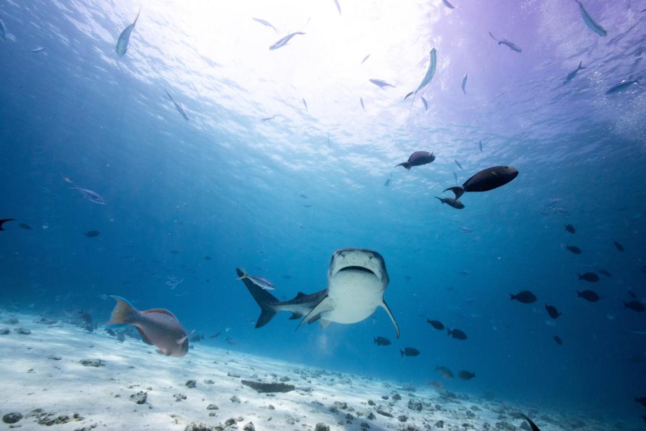 Tiger Shark Residence & Dive Fuvahmulah Zewnętrze zdjęcie