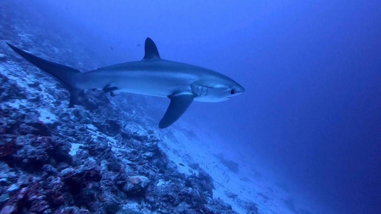 Tiger Shark Residence & Dive Fuvahmulah Zewnętrze zdjęcie