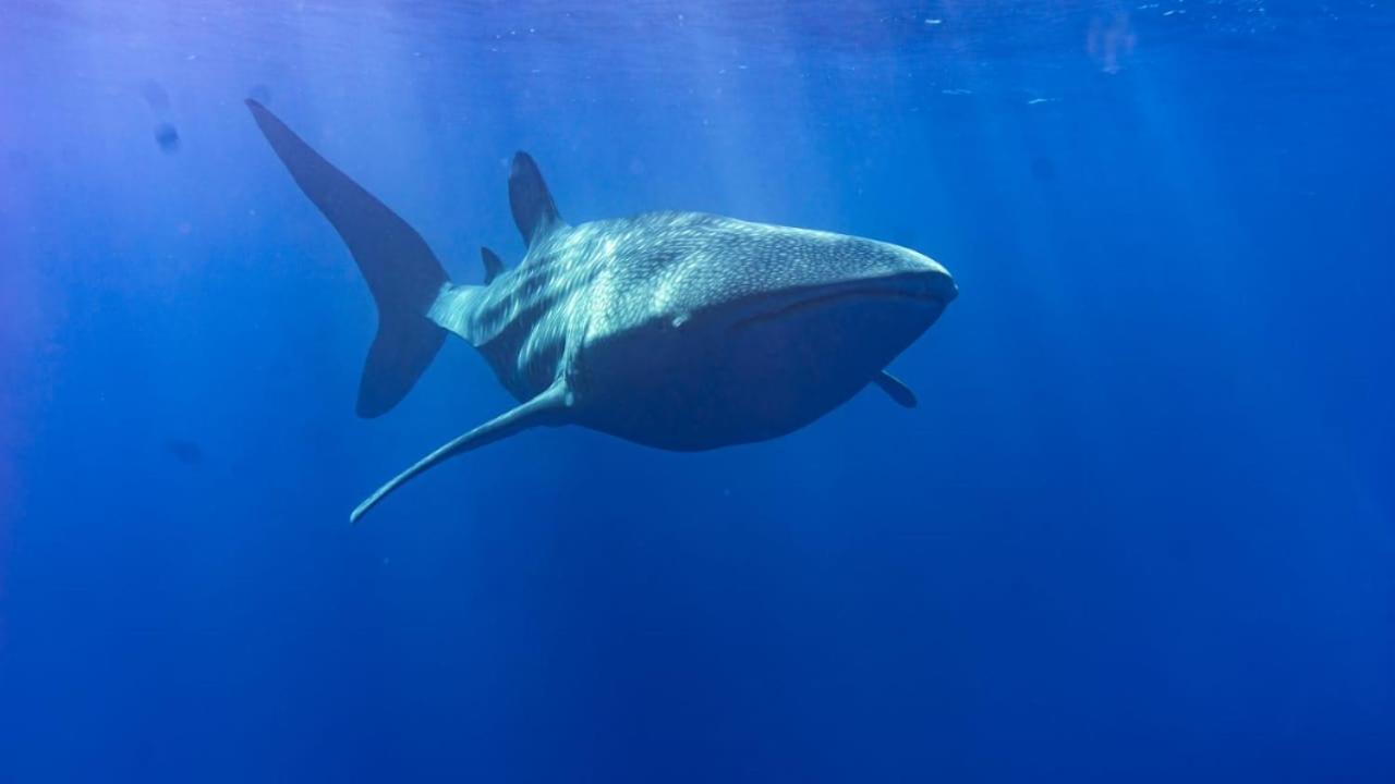 Tiger Shark Residence & Dive Fuvahmulah Zewnętrze zdjęcie