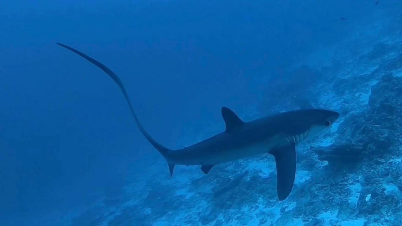 Tiger Shark Residence & Dive Fuvahmulah Zewnętrze zdjęcie