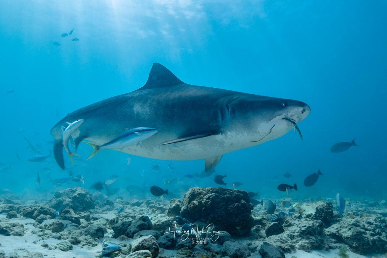 Tiger Shark Residence & Dive Fuvahmulah Zewnętrze zdjęcie