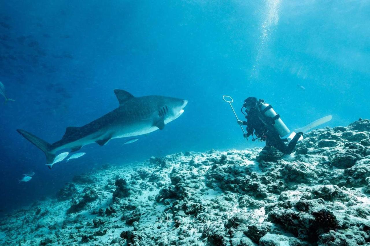 Tiger Shark Residence & Dive Fuvahmulah Zewnętrze zdjęcie